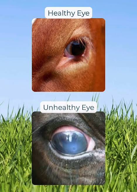 A CLEARER EYE, A HEALTHIER ANIMAL